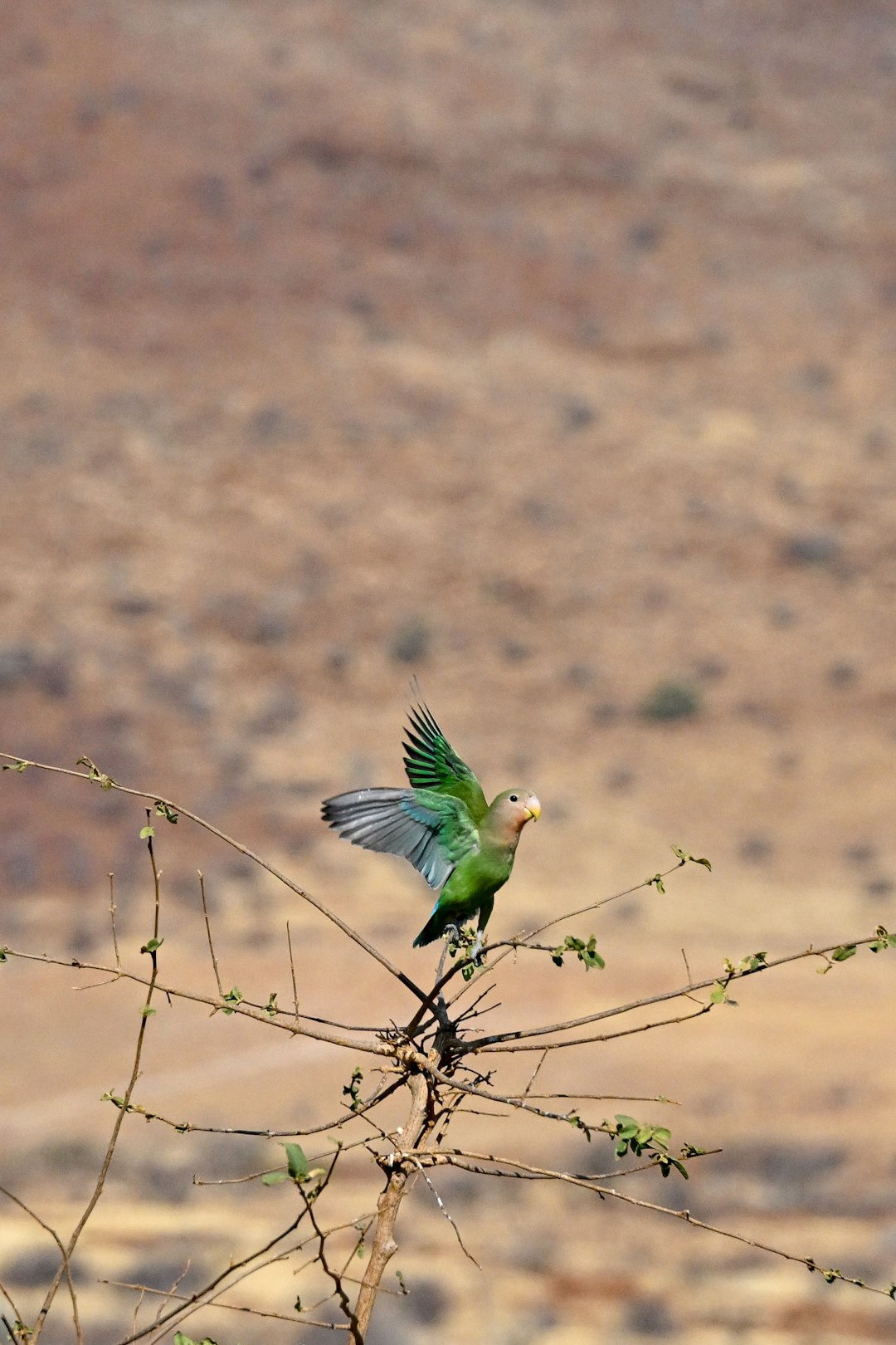 Seasonal Bird Migration Patterns